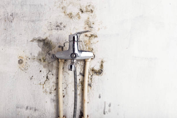 Best Mold Remediation  in Swansboro, NC