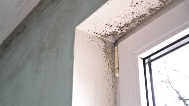 Best Commercial Mold Removal  in Swansboro, NC