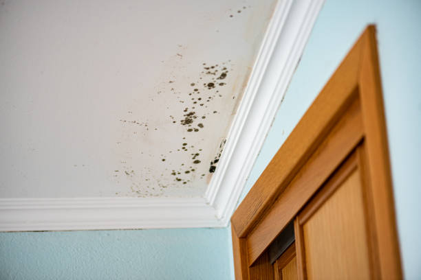 Best Local Mold Removal Service  in Swansboro, NC