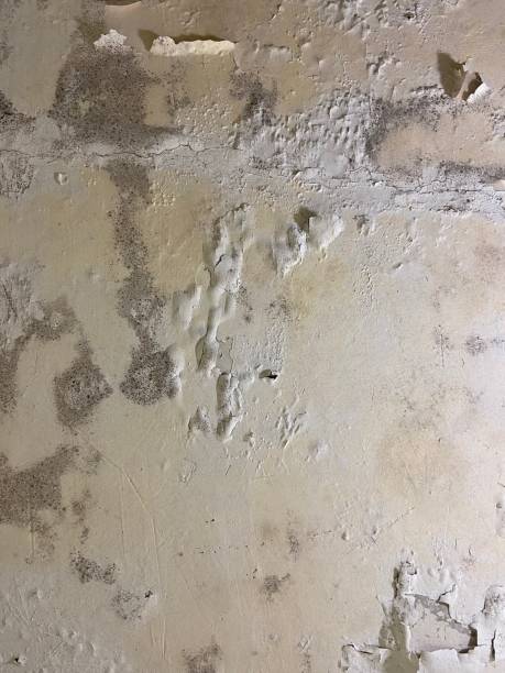 Best Black Mold Removal  in Swansboro, NC