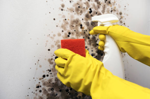 Best Affordable Mold Removal  in Swansboro, NC