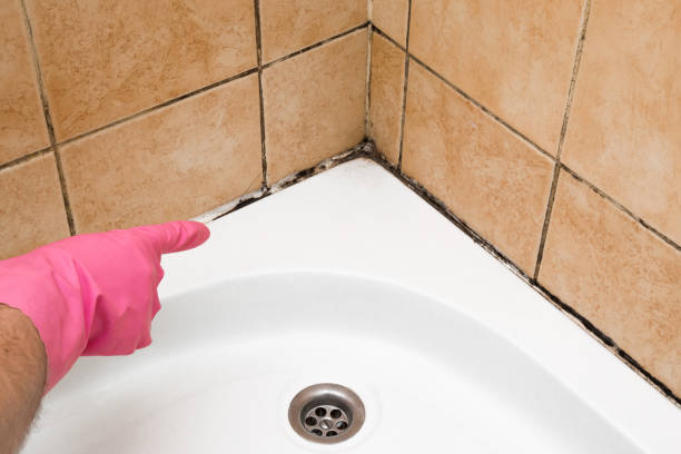 Best Mold Removal Company Near Me  in Swansboro, NC
